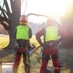 Välj professionell arborist för hållbart trädunderhåll